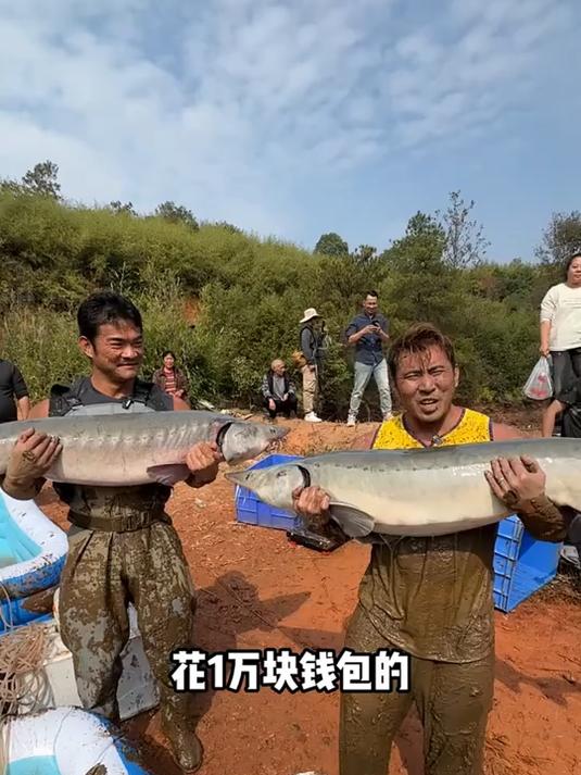 花三万在刚哥和老麻雀的鱼塘里拉一网,没想到抓到条100斤大青鱼