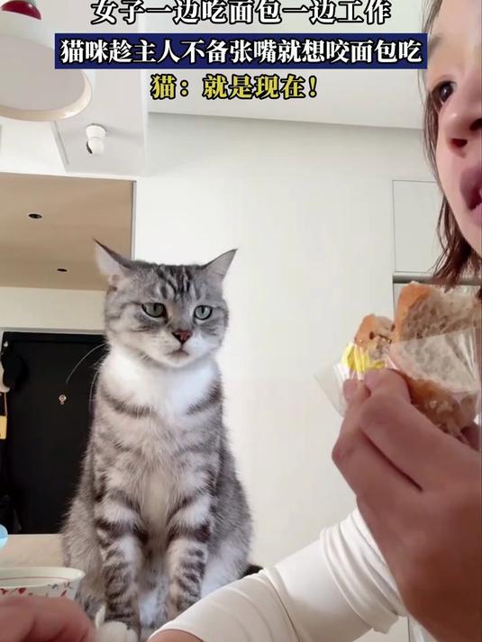 女子一边吃面包一边工作,猫咪趁主人不备张嘴就想咬面包吃