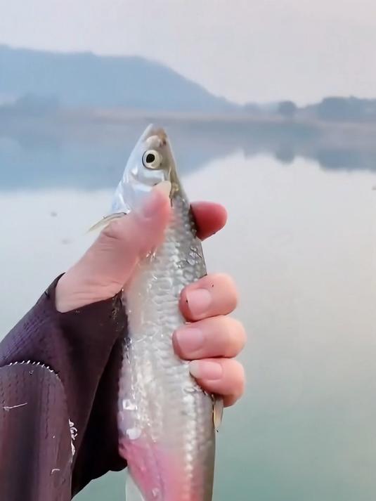 跟着八戒认识20种常见淡水鱼！