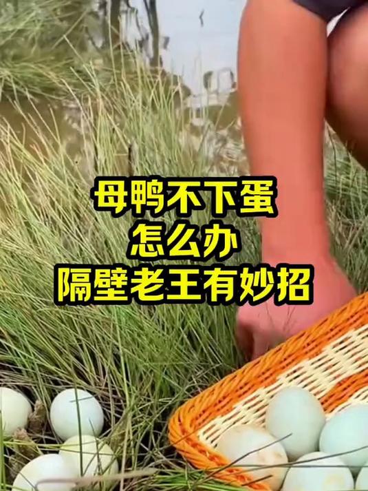 母鸭不下蛋怎么办 隔壁老王有妙招