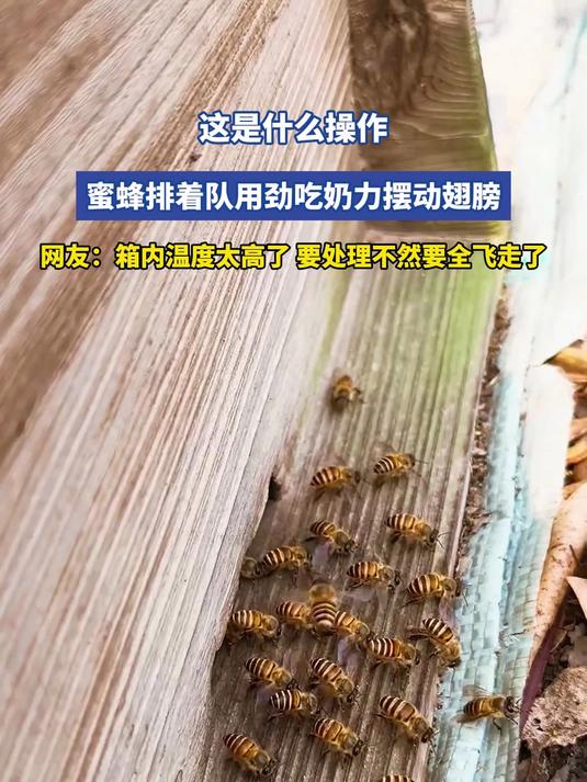 这是什么操作?蜜蜂排着队用劲吃奶力摆动翅膀,网友:箱内温度太高了,要处理不然要全飞走了