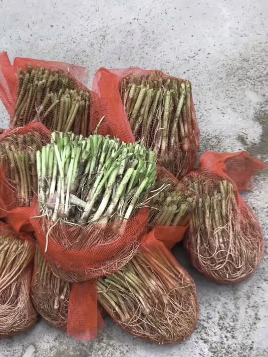 北方露天冻不死,红根韭菜根-20℃存活,开春最早冒嫩芽!