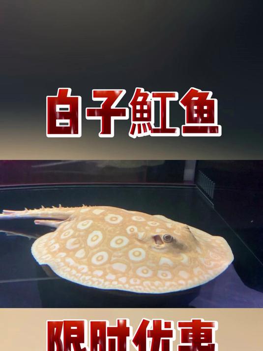 白子魟鱼