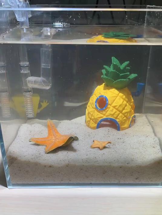 我要养珍珍了！