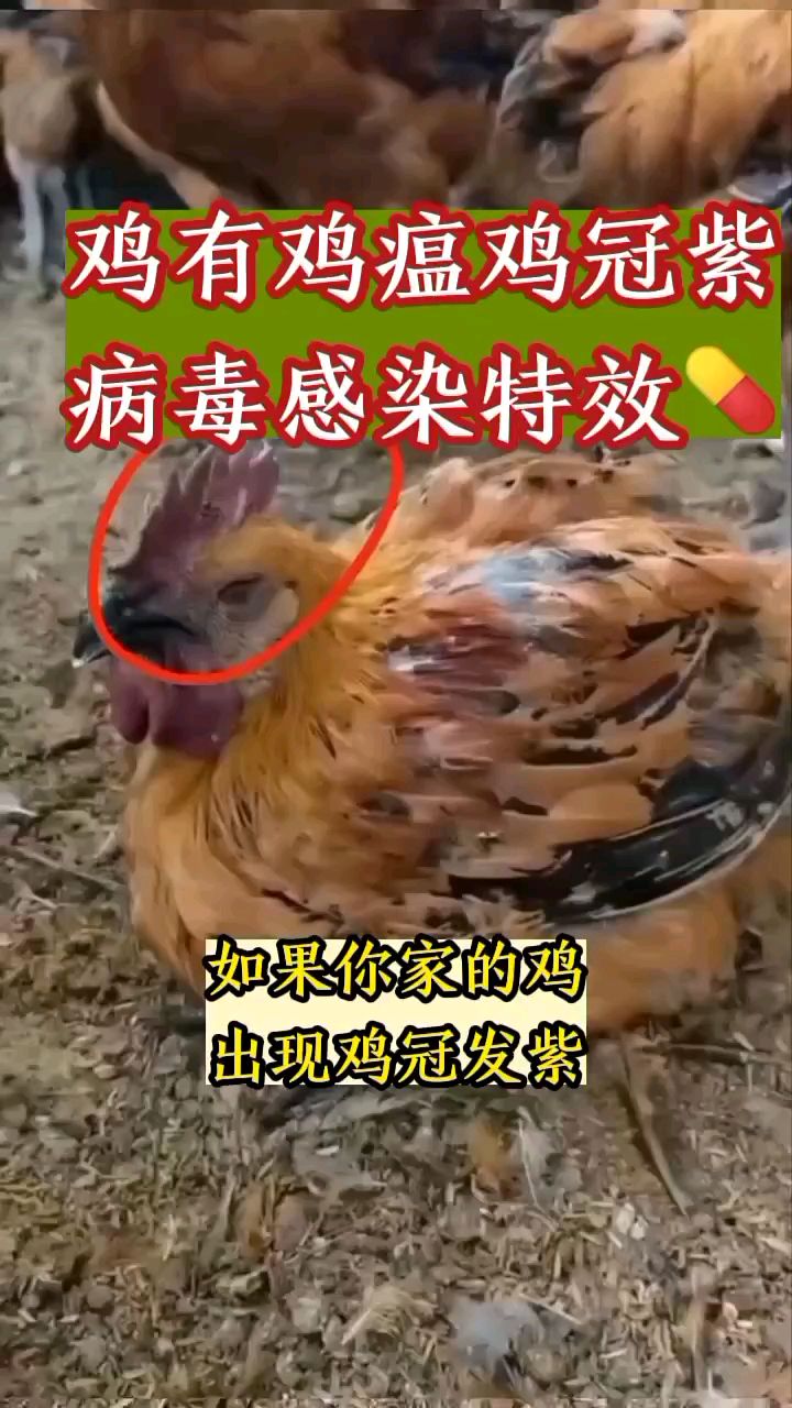 鸡有鸡瘟病毒,这样喂