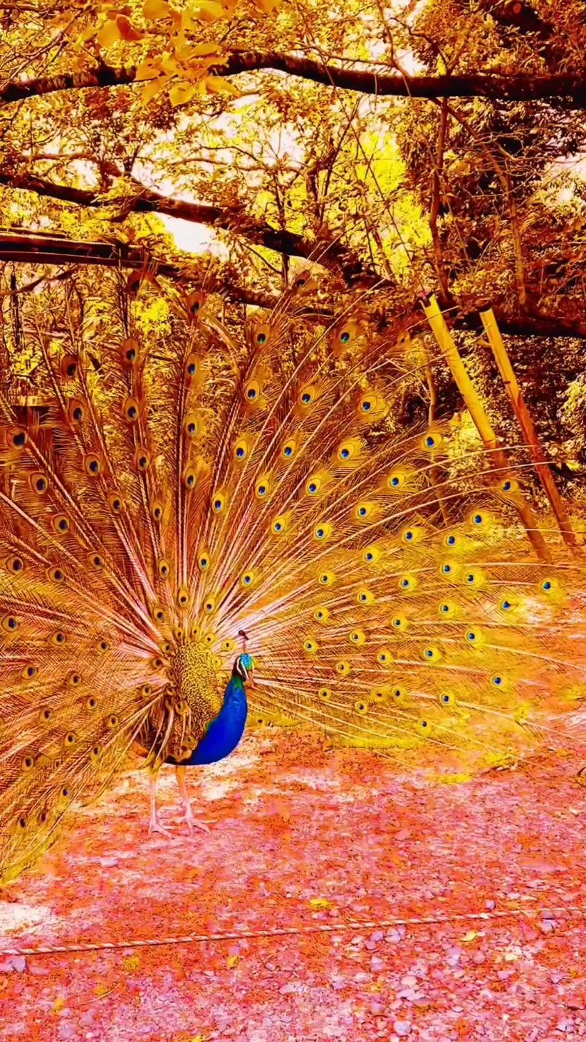 孔雀开屏寓意吉祥