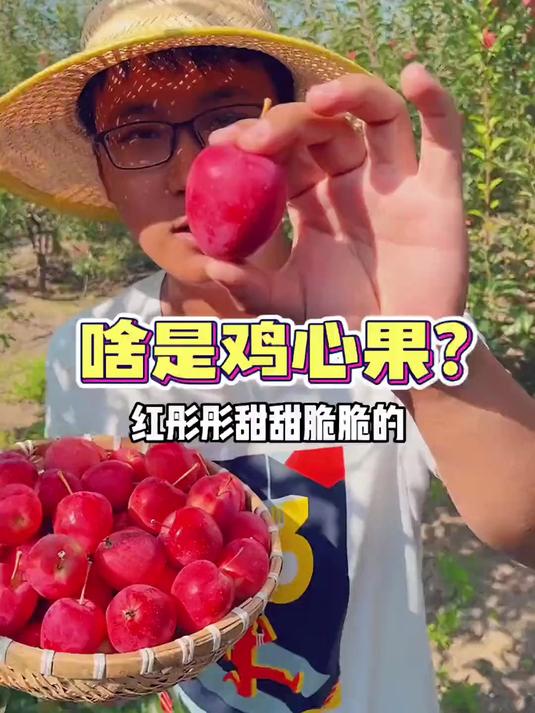 啥是鸡心果?没吃过得来看啊看!鸡心果 快来一起尝个鲜 水果