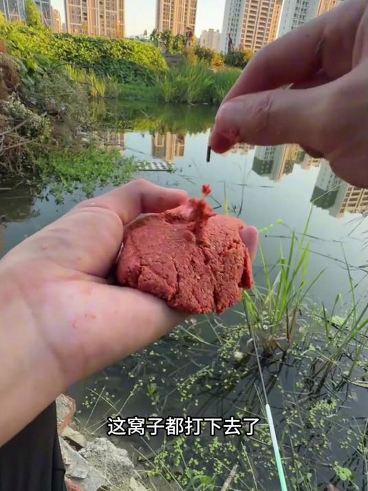 在野河的鱼窝里能钓到什么鱼 