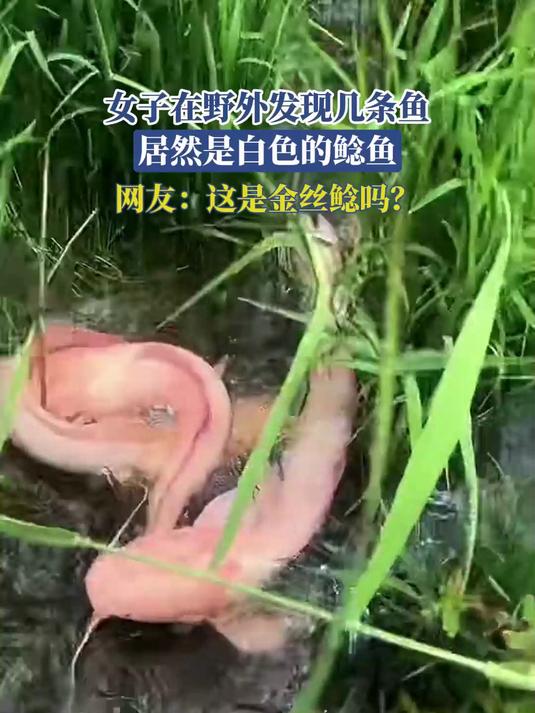 女子在野外发现几条鱼，居然是白色的鲶鱼，网友：这是金丝鲶吗？