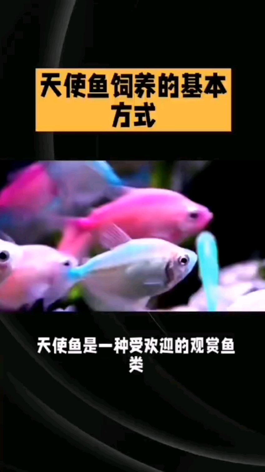 天使鱼的饲养方法