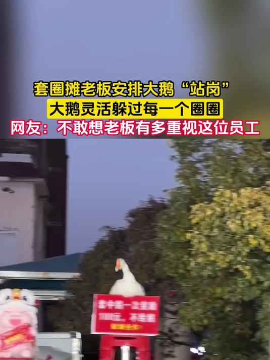 套圈摊老板安排大鹅“站岗”,大鹅灵活躲过每一个圈圈,网友:不敢想老板有多重视这位员工