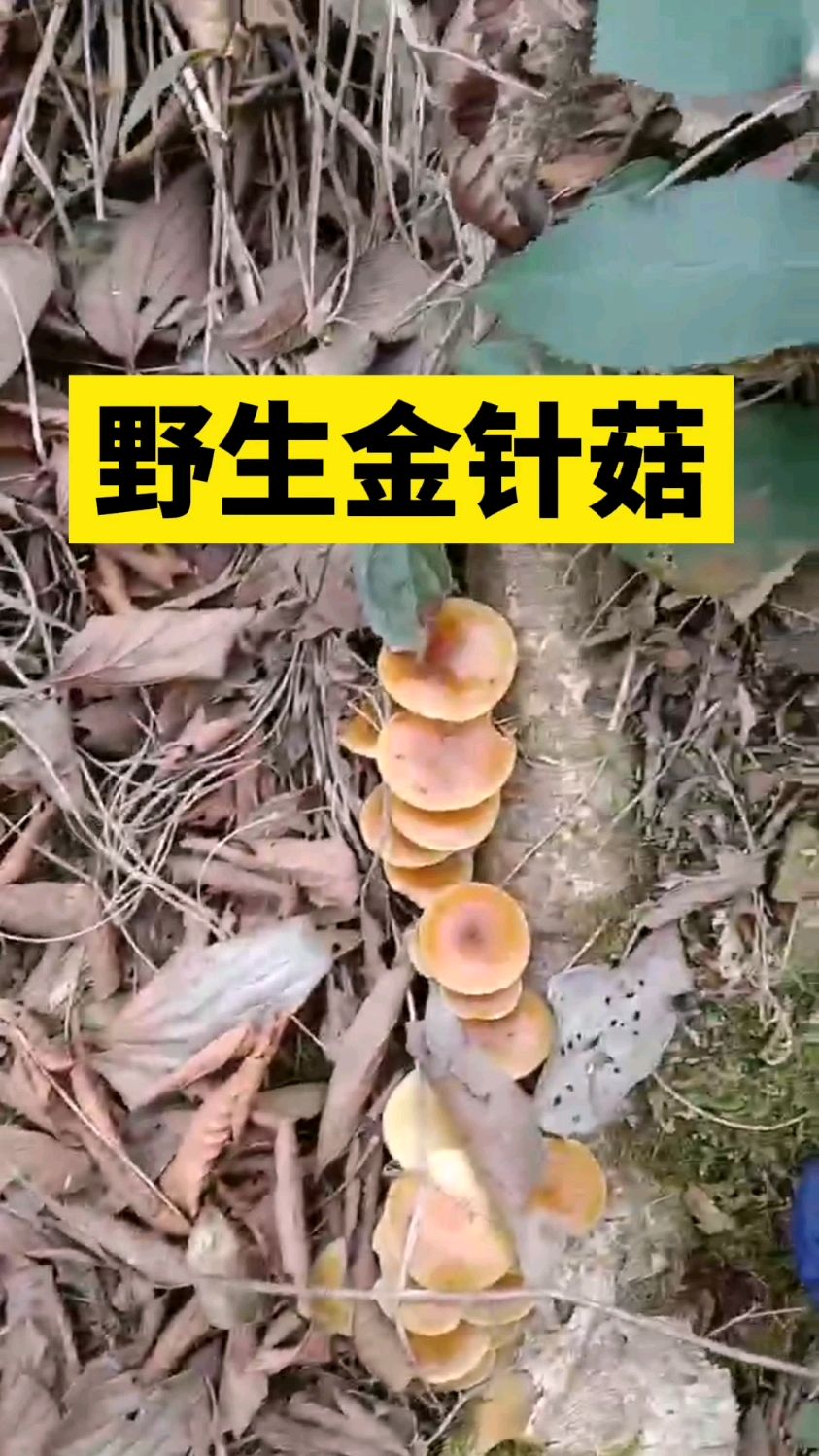 湖南怀化网友采到的,野生金针菇,可食