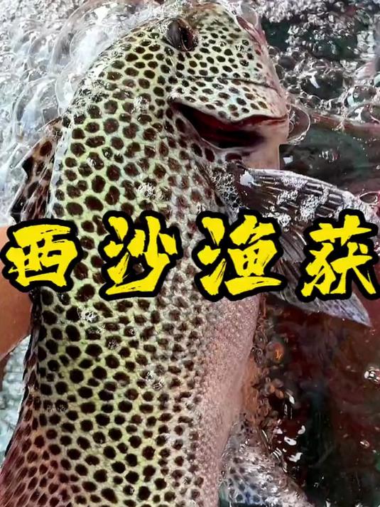 西沙野生珊瑚鱼，不仅颜值漂亮，肉质也是鲜嫩爽口