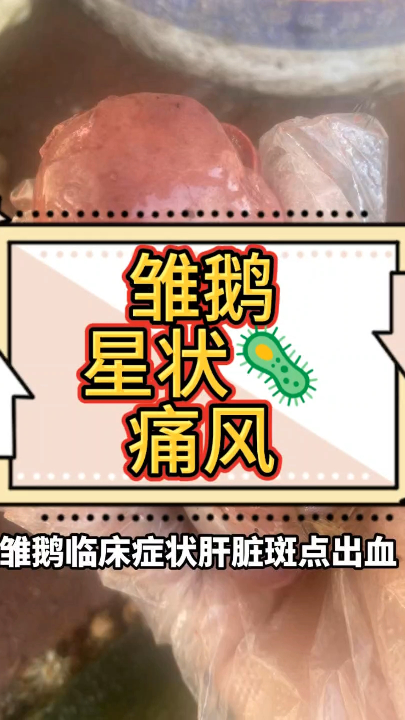 雏鹅星状病毒引起的痛风临床症状鉴别