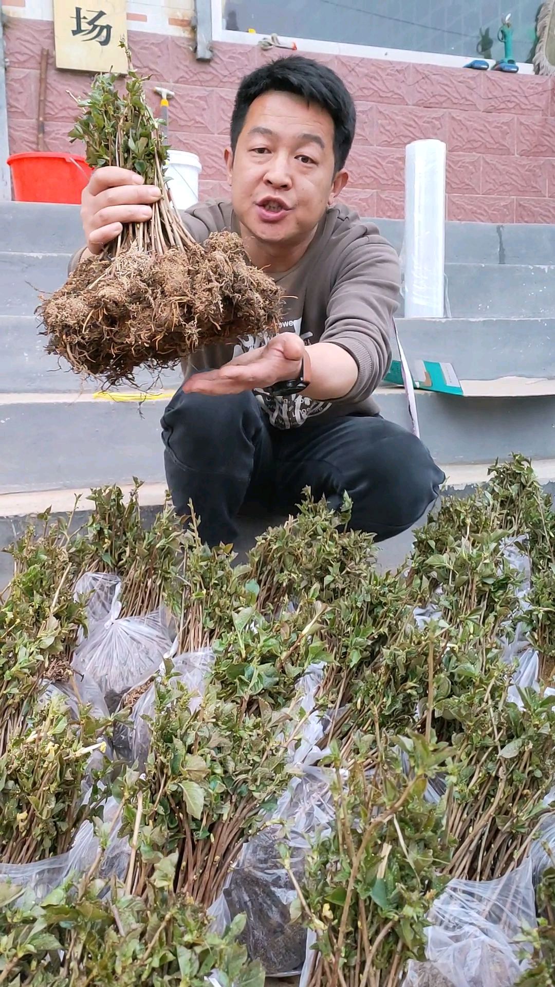 嫁接樱桃苗用什么砧木好,Y1砧木苗嫁接亲和力高成活率好