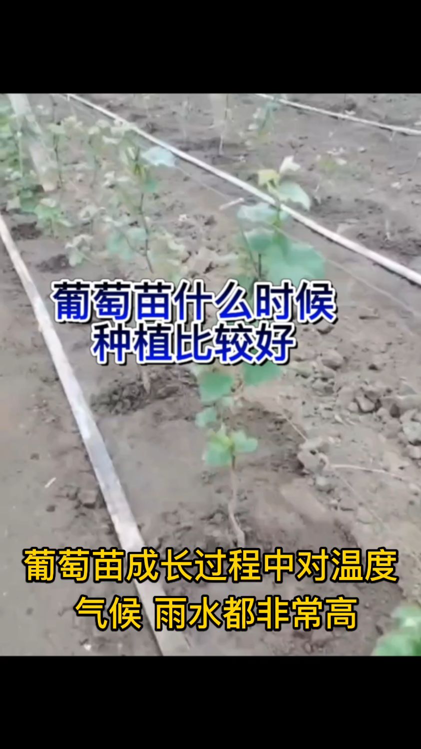 葡萄苗什么时候种植比较好