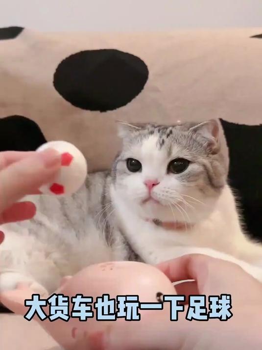 反应慢的猫咪玩足球,把另一只猫看急了