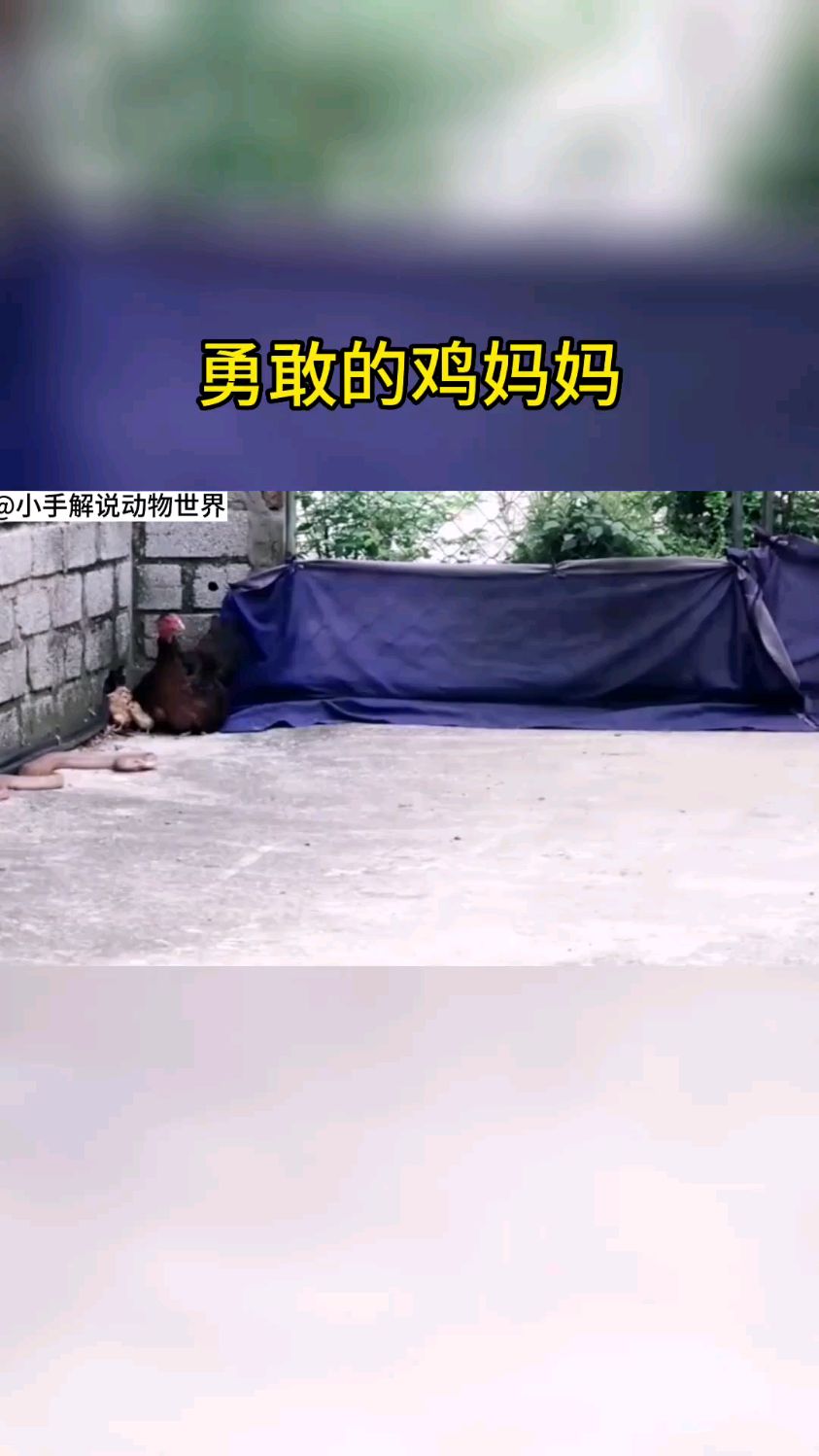 勇敢的鸡妈妈,为保护小鸡,与眼镜蛇拼死战斗,决不退缩!