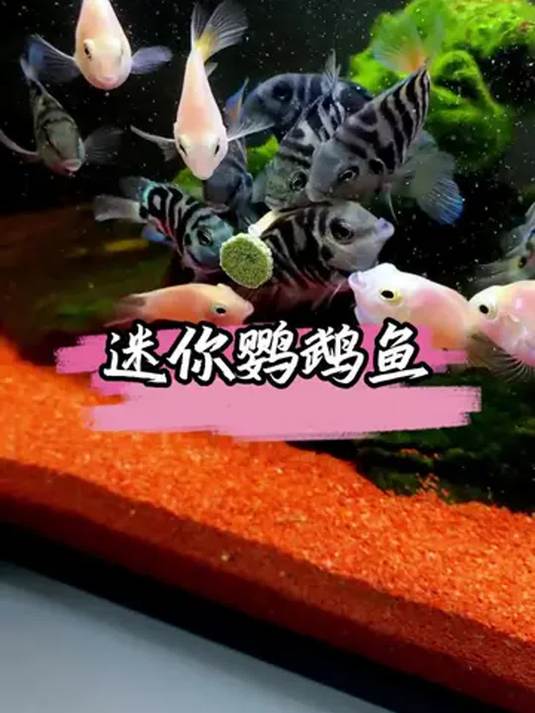 冷水鹦鹉鱼:颜色艳压群芳,好养还省心,谁能不爱?