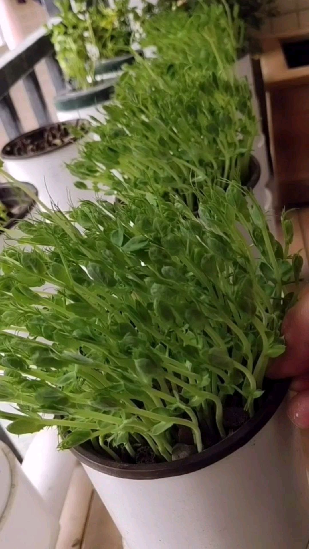 据营养专家研究表明芽苗菜含有丰富的维生素和膳食纤维,营养价值极高,有机安全无公害