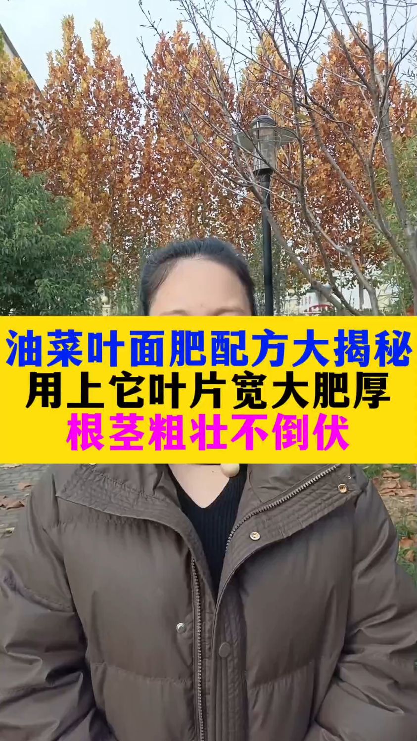 油菜叶片肥配方大揭秘用上它叶片宽大肥厚根茎粗壮不倒伏