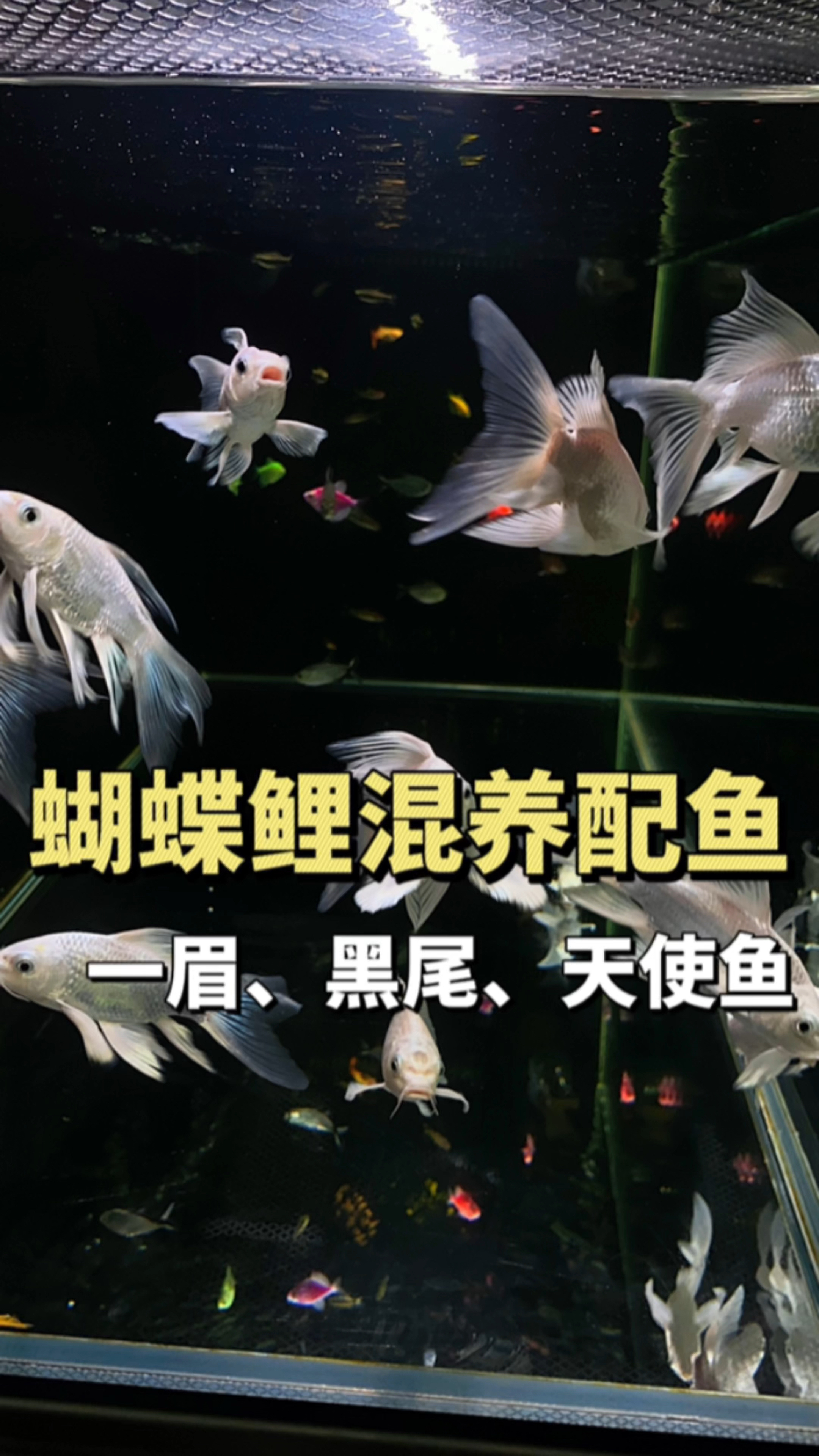 蝴蝶鲤混养配鱼,一眉道人,黑尾大勾