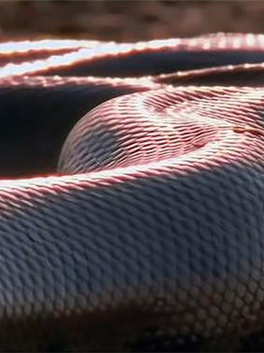 地球上最大的蟒蛇，若不是拍下谁敢相信，成年鳄鱼都是它的开胃菜