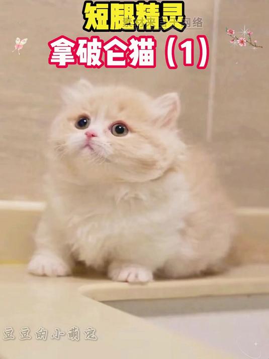 拿破仑猫冷知识