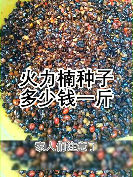 火力楠种子多少钱一斤