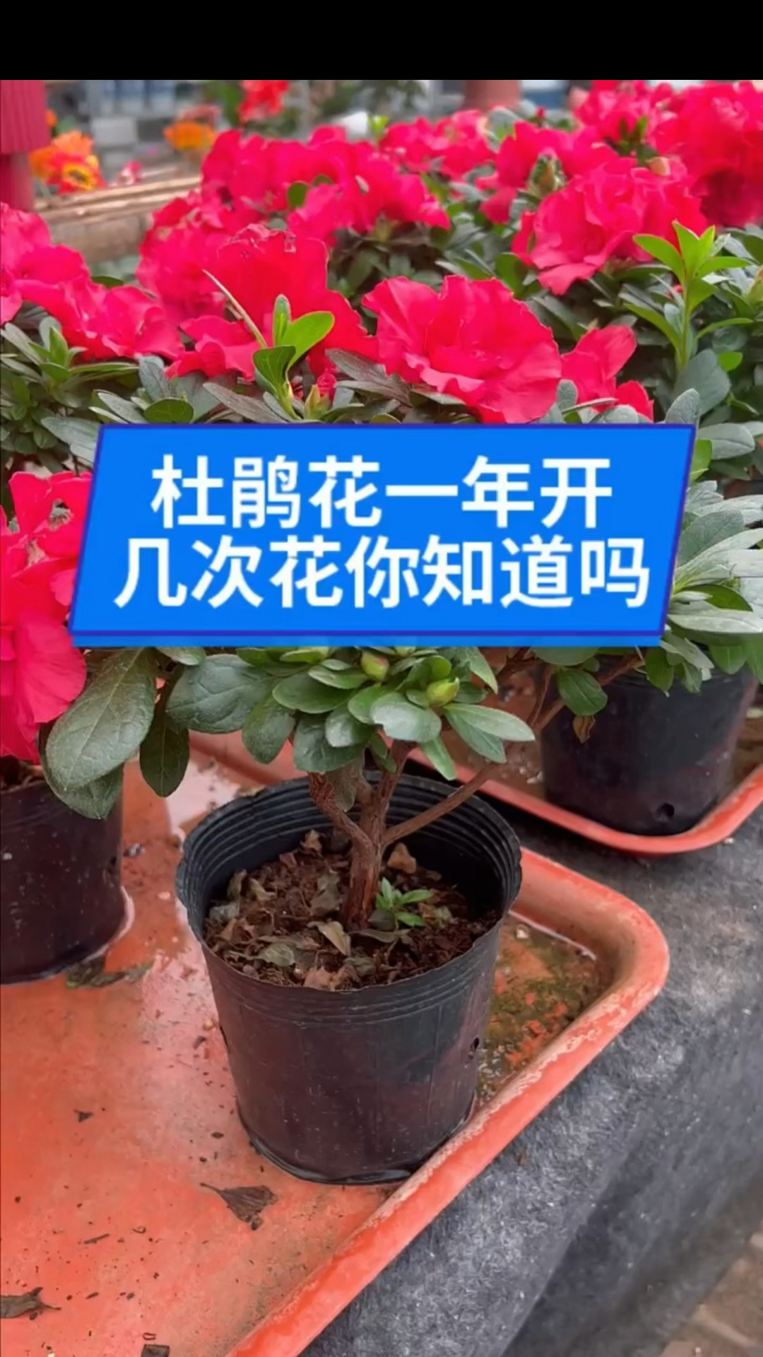 杜鹃花这么养,一年开三次