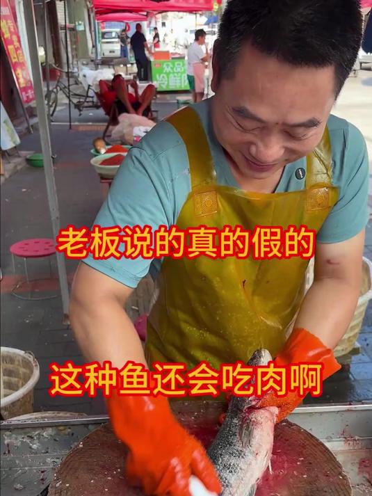 这黑鱼还吃肉啊 真的假的