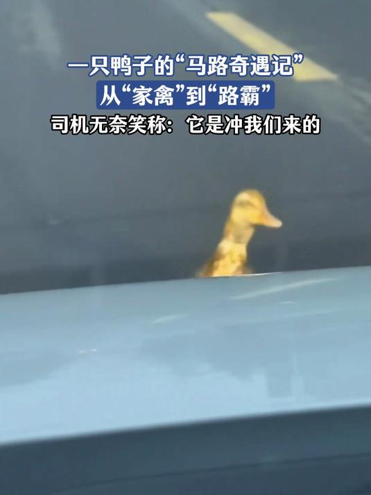 一只鸭子的“马路奇遇记”,从“家禽”到“路霸”,司机无奈笑称:它是冲我们来的#金榜同行时#