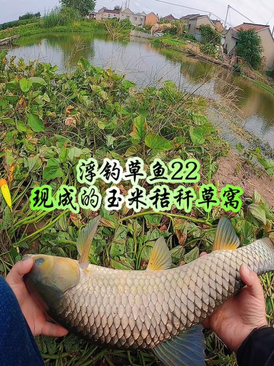 现成的玉米秸秆草窝,用玉米叶子做饵轻松钓草鱼#户外钓鱼#