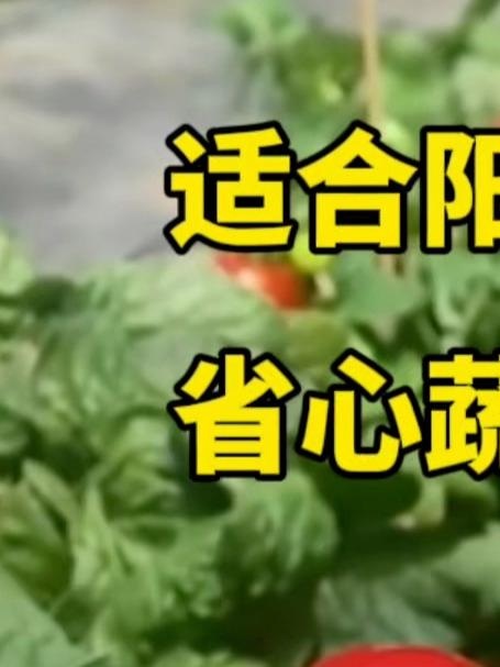 适合阳台种植省心蔬菜品种!