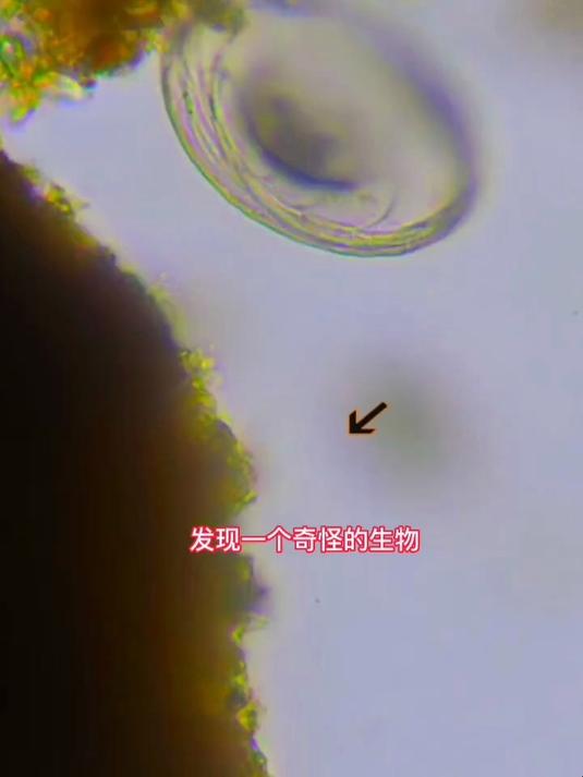 未知生物