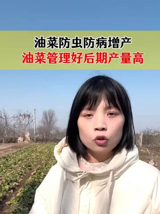 油菜一喷三防真有效 防虫防病还追肥 花芽分化产量高