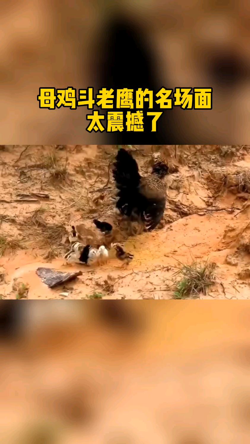 母鸡斗老鹰的名场面!