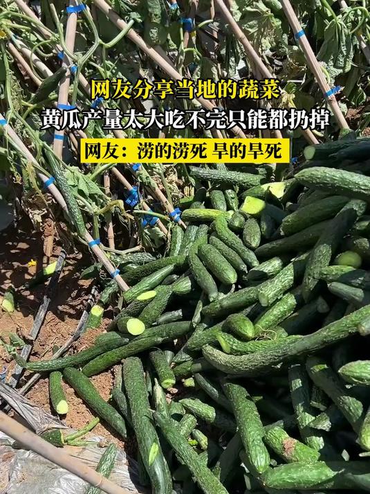 网友分享当地的蔬菜,黄瓜产量太大吃不完只能都扔掉