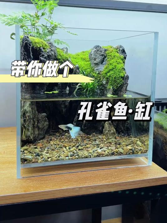带你做个桌面孔雀鱼缸