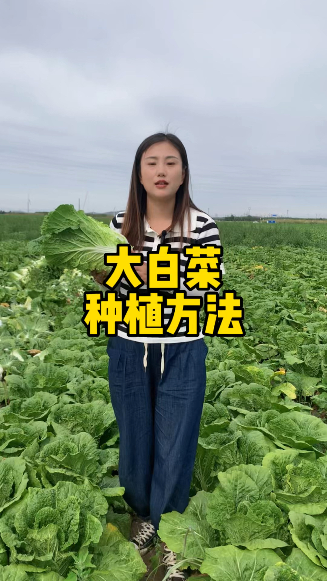 大白菜的种植方法