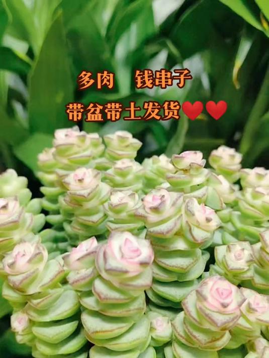 卫生间湿气重的,养钱串子正好,防潮除臭一举两得