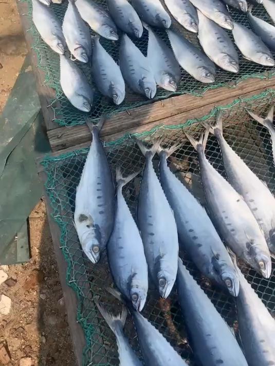 晒场直发北海公马胶鱼