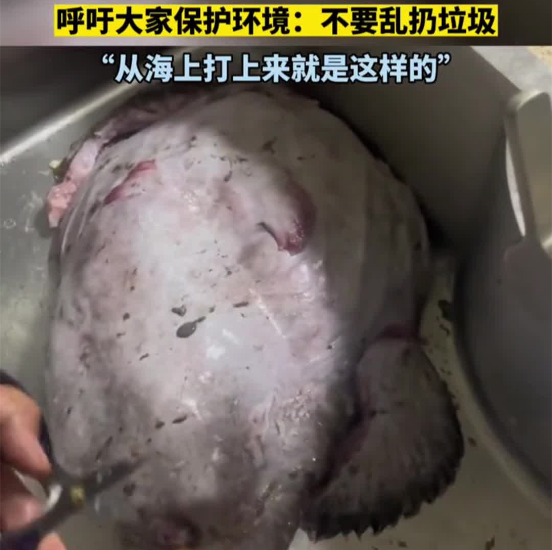 女子买了一条安康鱼肚子里有水瓶