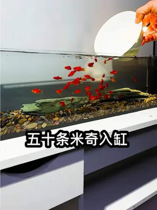 米奇鱼超好养!可爱又皮实,能生小鱼真不错!