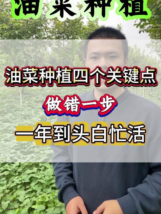 油菜种植,需要注意那四步才会高产多卖钱呢?油菜种植 油菜拌种