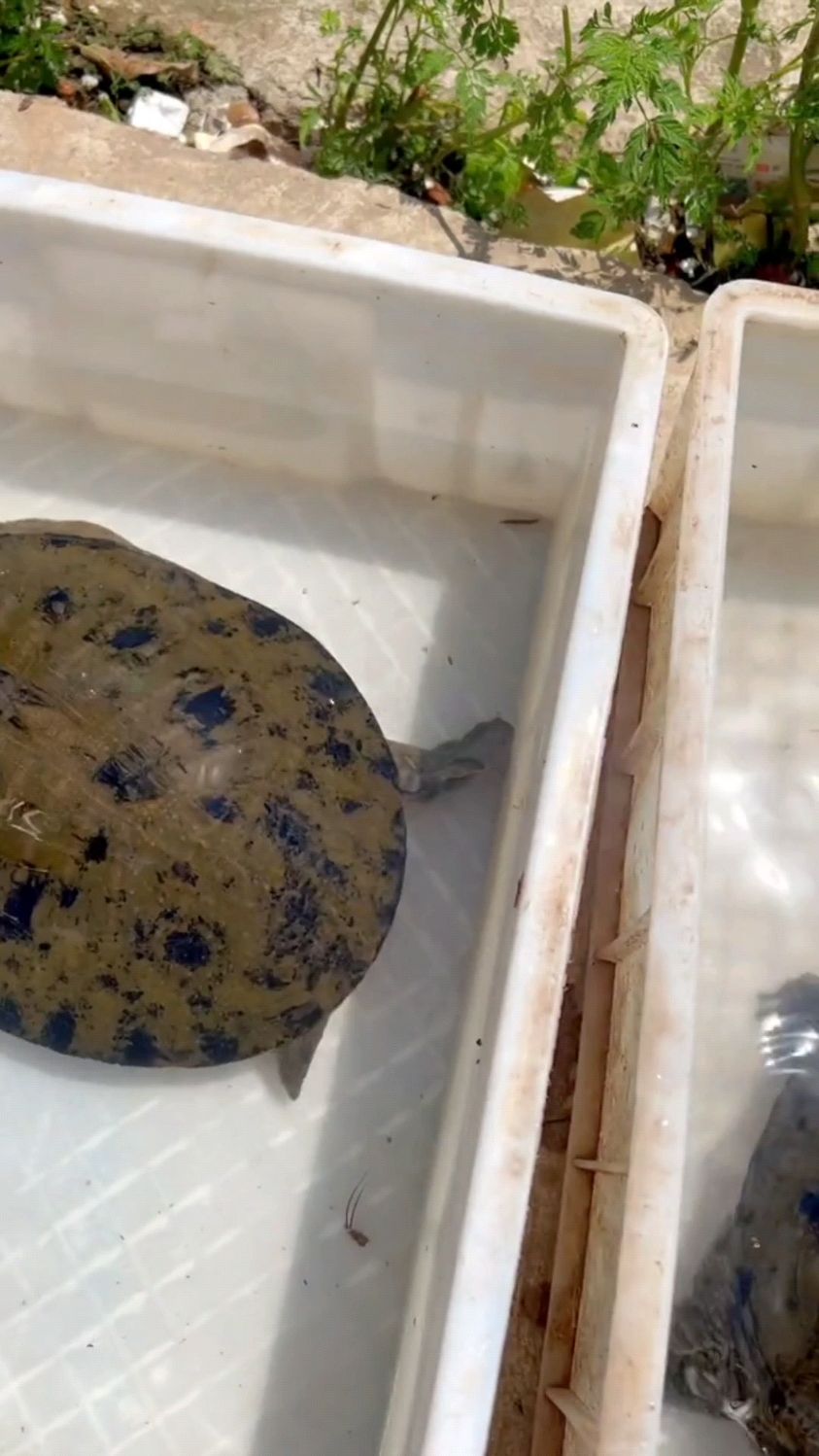 甲鱼分公母都知道是看尾巴!那如果尾巴看不出来怎么办?