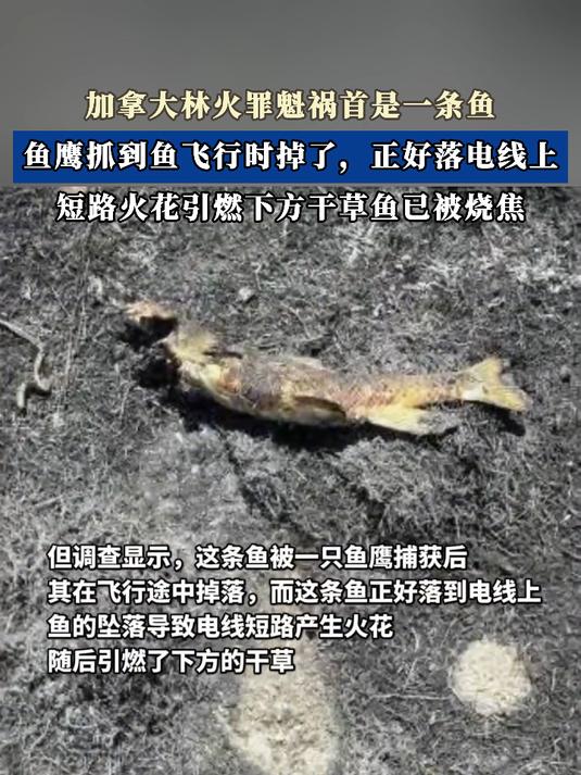 加拿大林火罪魁祸首是一条鱼，鱼鹰抓到鱼飞行时掉了，落电线上