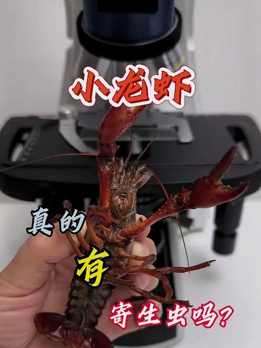 看完你还爱吃小龙虾吗?