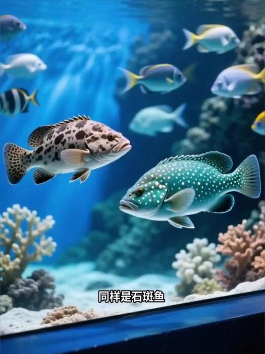 珍珠龙胆石斑鱼,杂交优势更明显 珍珠龙胆