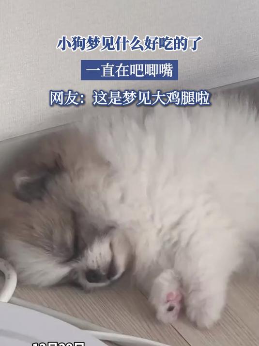 小狗梦见什么好吃的了,一直在吧唧嘴,网友:这是梦见大鸡腿啦